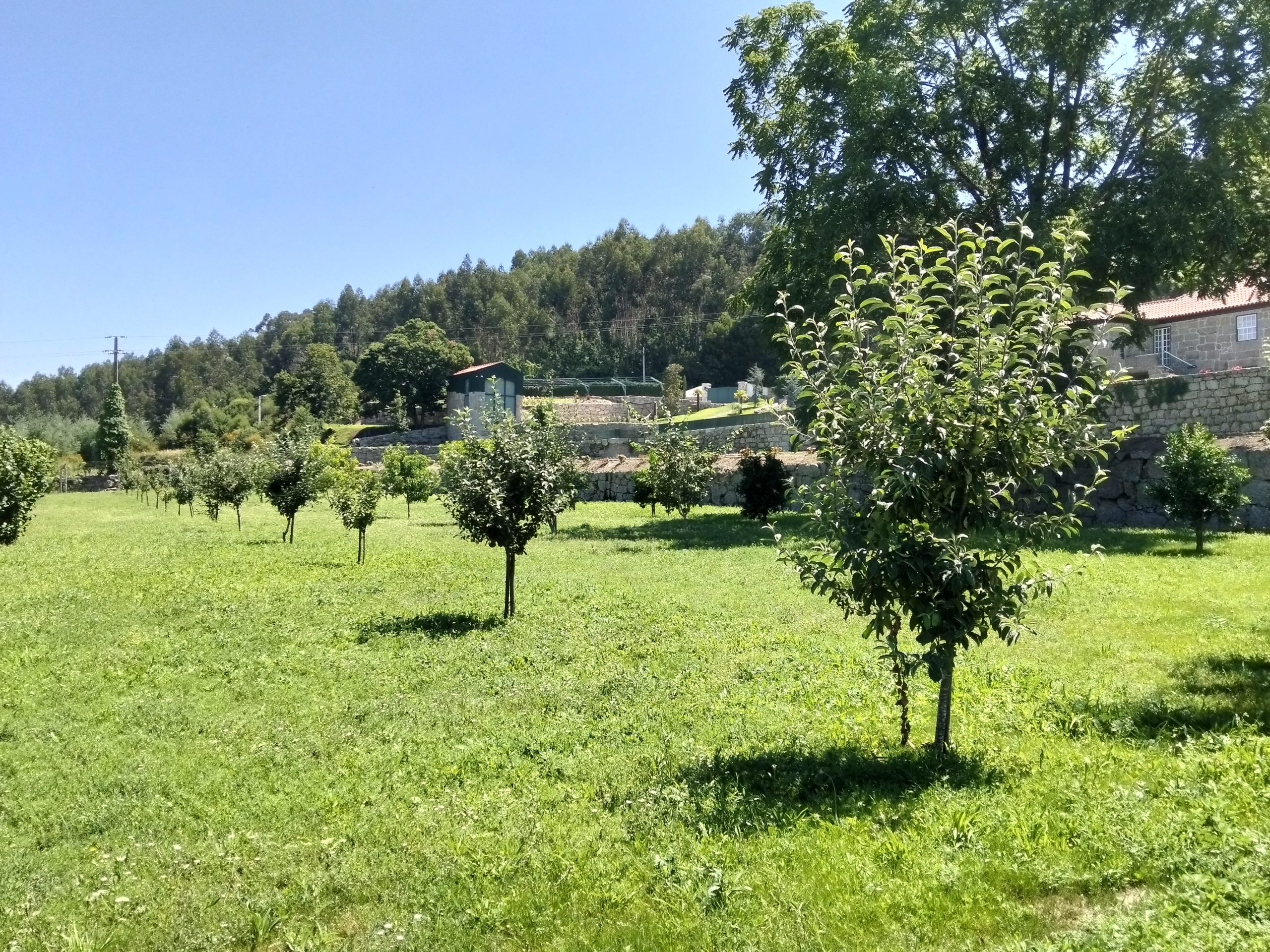 POMAR (1)