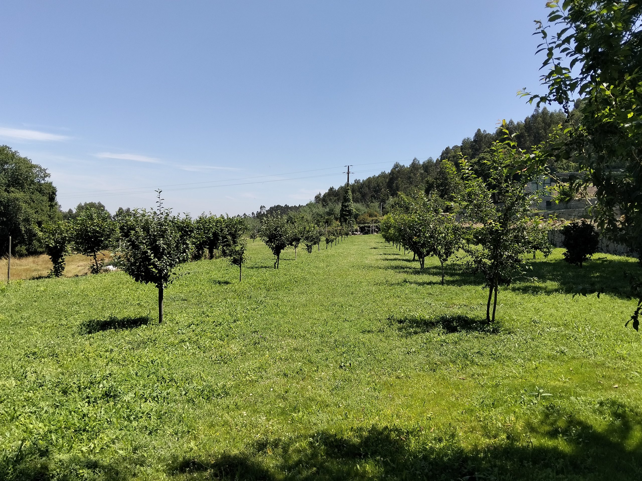 POMAR (3)